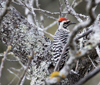 Ladder backed Woodpecker 6583